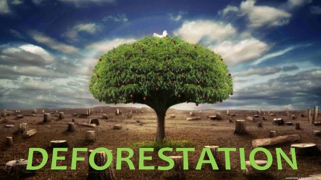 deforestation and its effects